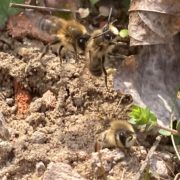 Postsiedlungs-Biotop: Hunderte Wildbienen summen herum – wir zeigen diese im bewegten Bild…