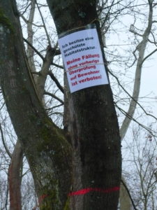 Read more about the article Akaziengarten: Unsere fachliche Überprüfung der LBIH-Baumfällungen führt zu anderem Ergebnis / Protestaktion an Parkbäumen