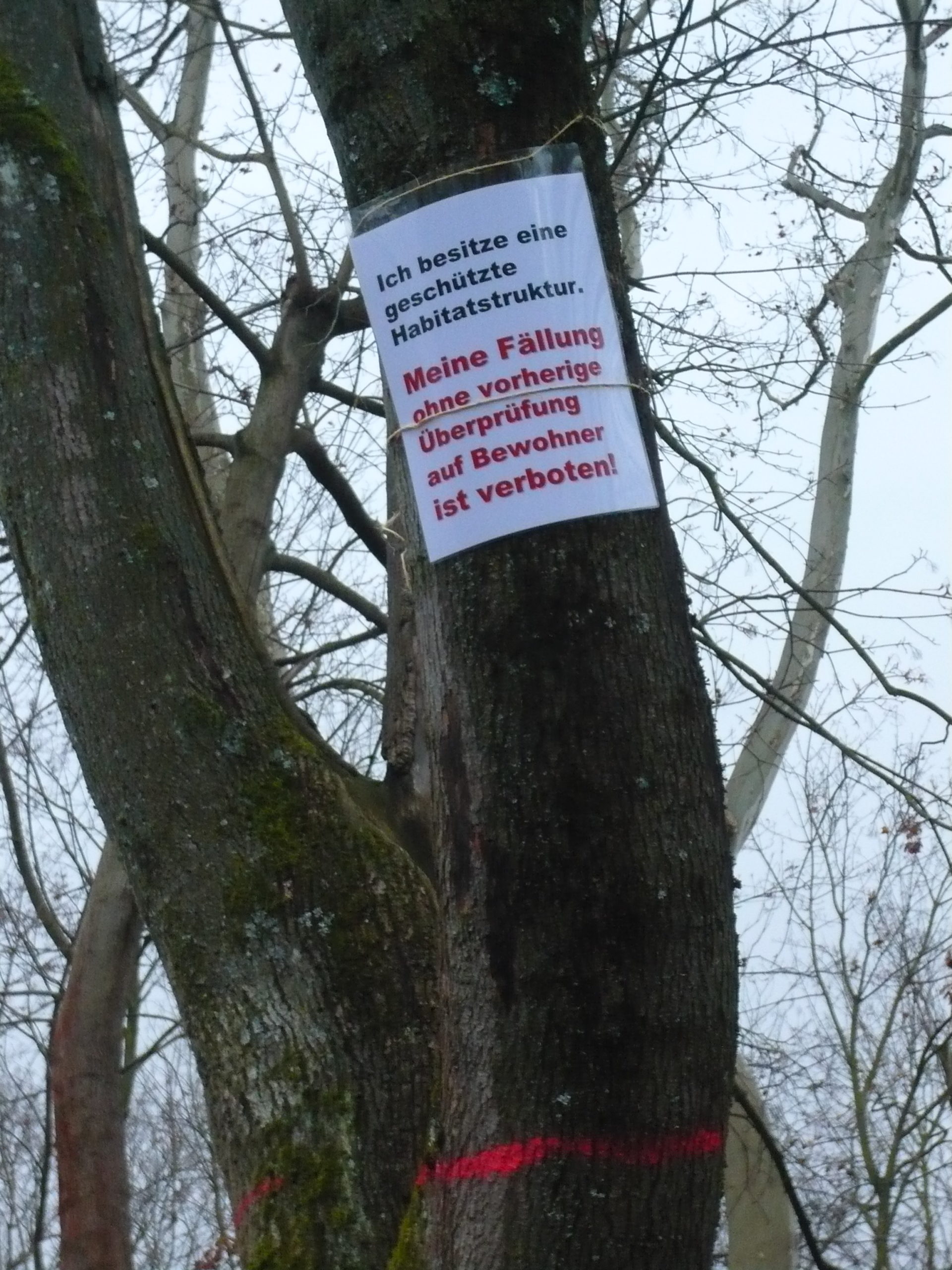 You are currently viewing Akaziengarten: Unsere fachliche Überprüfung der LBIH-Baumfällungen führt zu anderem Ergebnis / Protestaktion an Parkbäumen