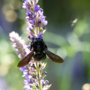 Die Wildbienen in unserem Biotop – Workshop für Kinder