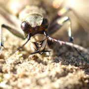 Biotop: Tiere im Postsiedlungs-Biotop (17) – Der Dünen-Sandlaufkäfer  –  eine Kampfmaschine auf sechs Beinen