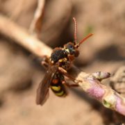 Biotop: Tiere im Postsiedlungs-Biotop (20) – unsere Wildbienen (Teil 2)