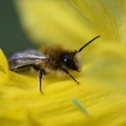 Biotop: Tiere im Postsiedlungs-Biotop (19) – unsere Wildbienen (Teil 1)