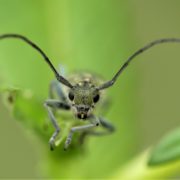 Biotop: Tiere im Postsiedlungs-Biotop (27) – Ungewöhnliche Perspektiven bei der Insektenfotografie