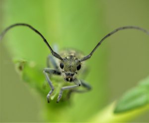 Read more about the article Biotop: Tiere im Postsiedlungs-Biotop (27) – Ungewöhnliche Perspektiven bei der Insektenfotografie