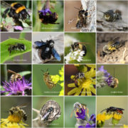 Biotop: Am Weltbienentag den Bienen etwas Gutes tun