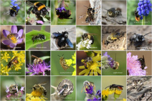 Read more about the article Biotop: Einladung zum Fotoworkshop: Insekten fotografieren am 09. Juli