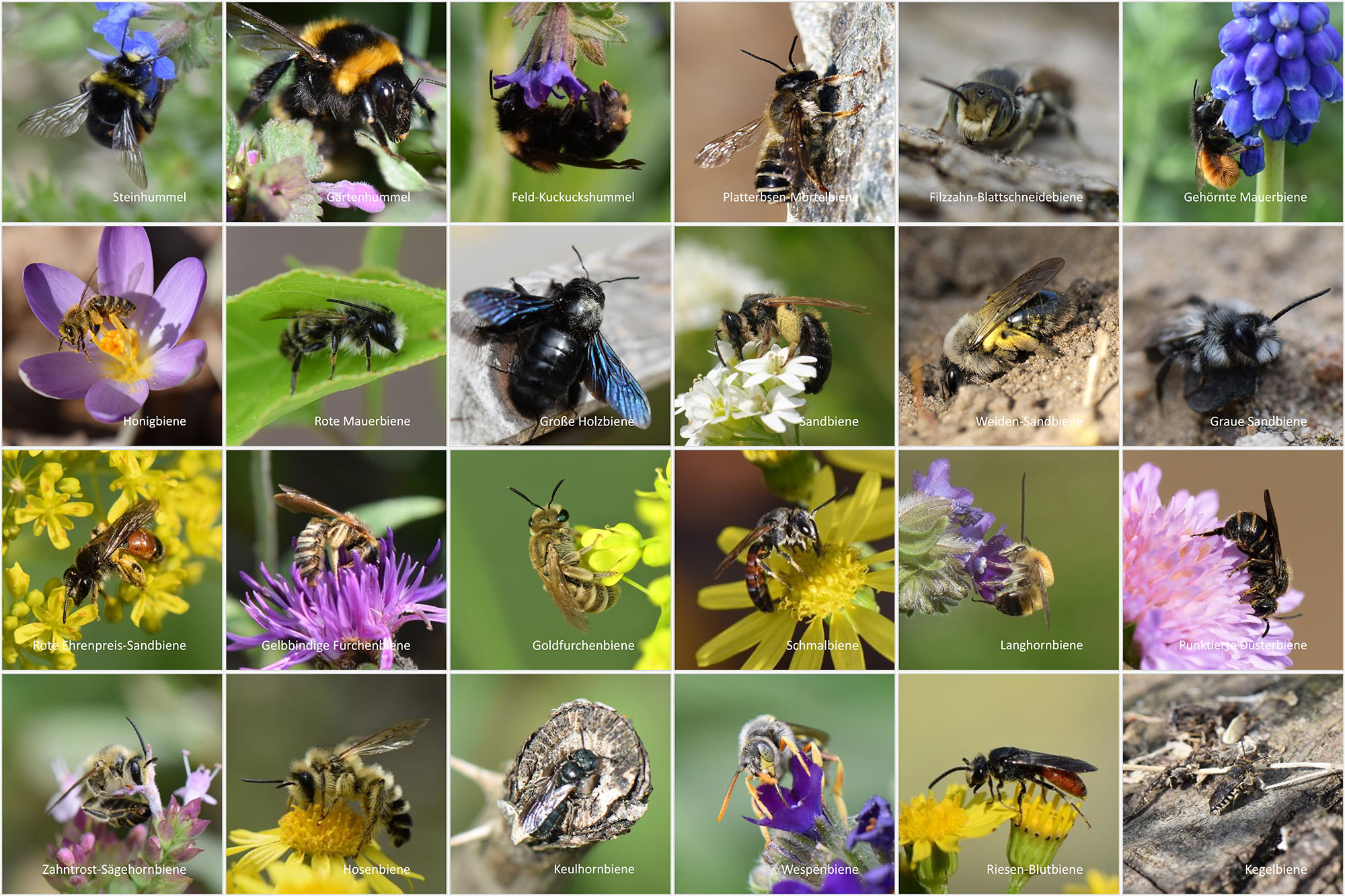 You are currently viewing Biotop: Am Weltbienentag den Bienen etwas Gutes tun