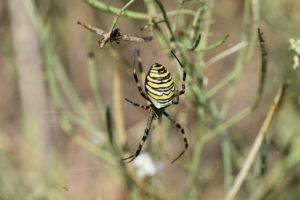 Read more about the article Biotop: Tiere im Postsiedlungs-Biotop (34) – Spinnen im Biotop