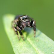 Biotop: Tiere im Biotop (50) – Insektenfotografie im Oktober