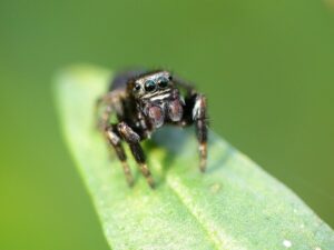 Read more about the article Biotop: Tiere im Biotop (50) – Insektenfotografie im Oktober