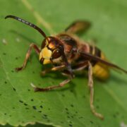 Biotop: Tiere im Postsiedlungs-Biotop (53) – Blütenbesucher im Biotop  – Teil 3: Die Wespen