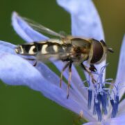 Biotop: Tiere im Postsiedlungs-Biotop (51) – Blütenbesucher im Biotop – Teil 3: Die Schwebfliegen