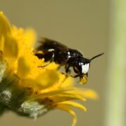 Biotop: Tiere im Postsiedlungs-Biotop (49) – Blütenbesucher im Biotop – Teil 2: Die Bienen