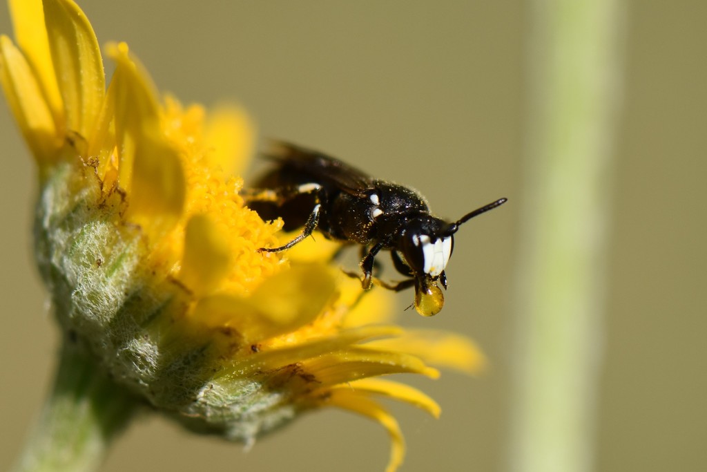 Read more about the article Biotop: Tiere im Postsiedlungs-Biotop (49) – Blütenbesucher im Biotop – Teil 2: Die Bienen