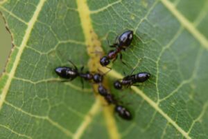 Read more about the article Biotop: Tiere im Postsiedlungs-Biotop (55) – „Baumbesuchende Ameisen“