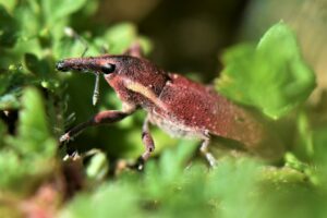 Read more about the article Biotop: Tiere im Postsiedlungs-Biotop (72) – Rote Käfer auf der roten Liste!