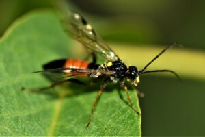 Read more about the article Biotop: Tiere im Postsiedlungs-Biotop (73) – Blattwespen – Die untypischsten aller Wespen
