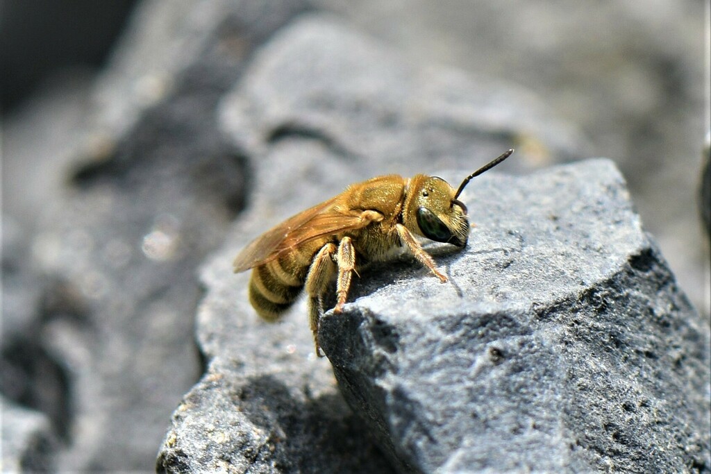 Read more about the article Biotop: Tiere im Postsiedlungs-Biotop (71) – Bienen im Mai