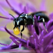 Biotop: Tiere im Postsiedlungs-Biotop (78) – Nektarkonzentrierende Bienen