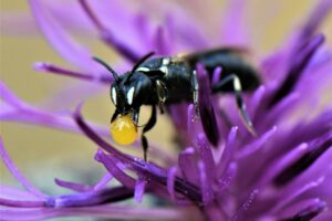 Read more about the article Biotop: Tiere im Postsiedlungs-Biotop (78) – Nektarkonzentrierende Bienen