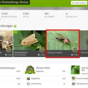 Biotop: Tiere im Postsiedlungs-Biotop (80) – 1000ste Insektenart im Biotop entdeckt!