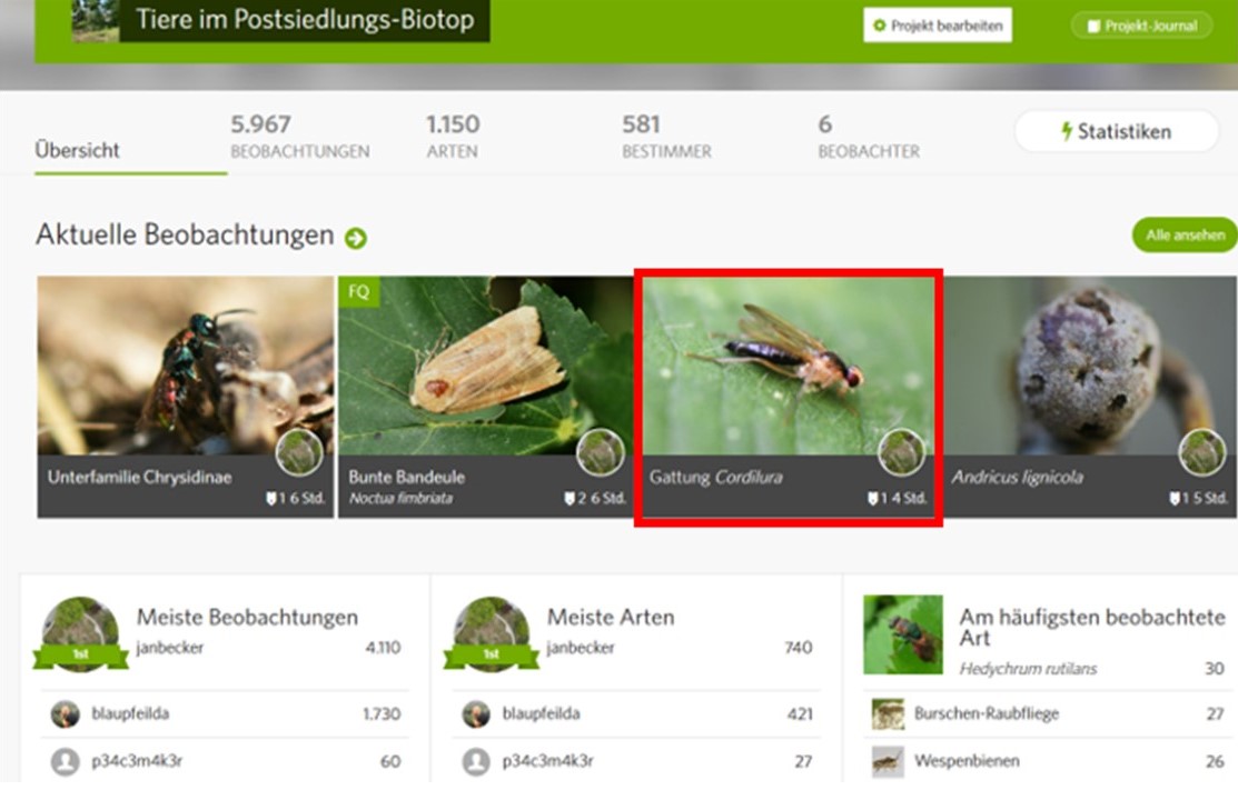 You are currently viewing Biotop: Tiere im Postsiedlungs-Biotop (80) – 1000ste Insektenart im Biotop entdeckt!