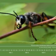 Biotop: Vorstellung des Postsiedlungsbiotop-Kalenders 2024 – Der Januar