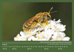 Read more about the article Biotop: Vorstellung des Postsiedlungsbiotop-Kalenders 2024 – Der August