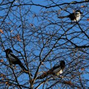 Biotop: Tiere im Postsiedlungs-Biotop (84) – Wintervögel
