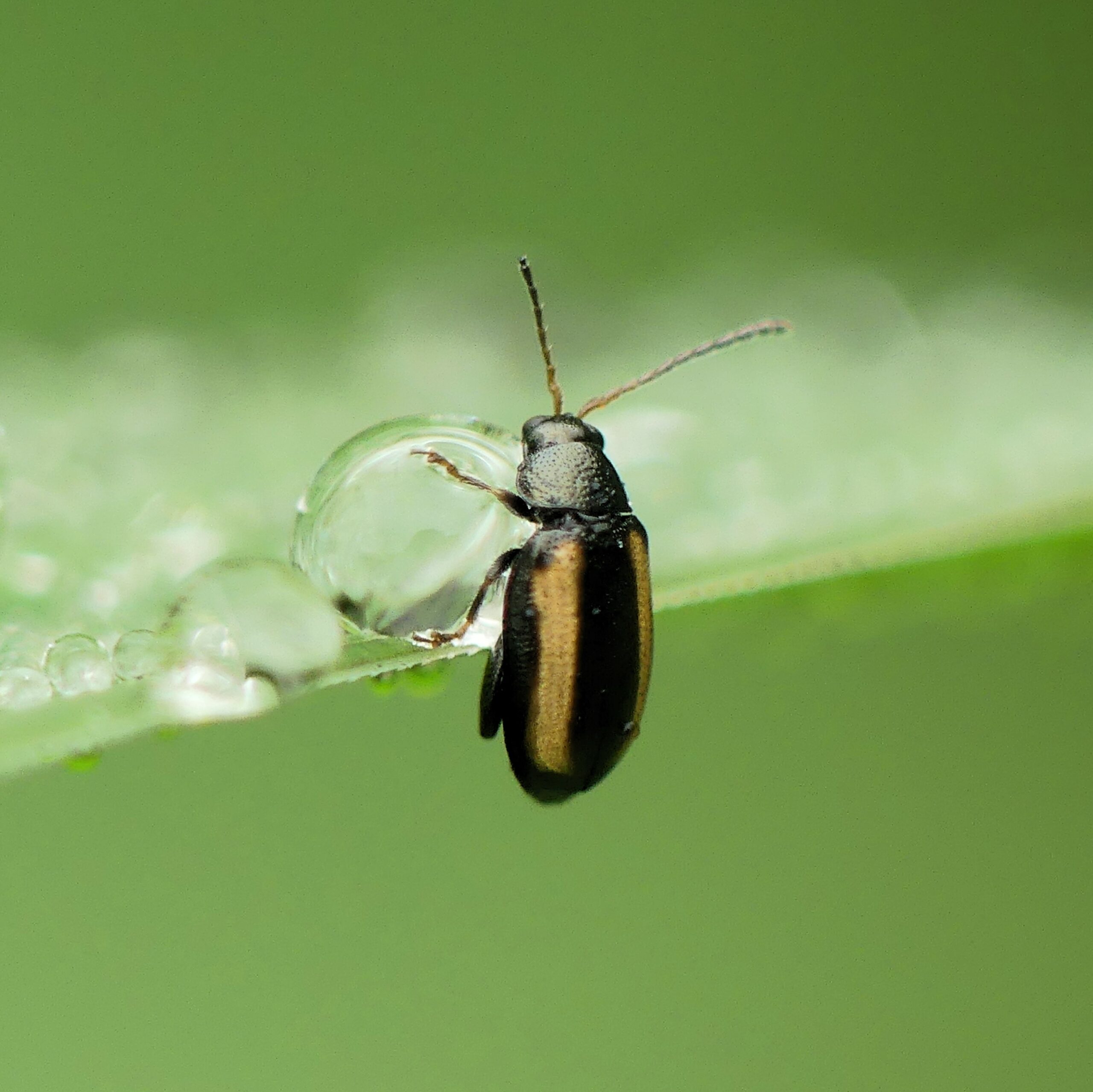 You are currently viewing Biotop: Nach einer Regendusche – Insektenmakros mit Blubb…