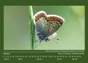 Mehr über den Artikel erfahren Biotop: Kalender 2025 – Tier des Monats Oktober – Kleiner Sonnenröschen-Bläuling (Aricia agestis)